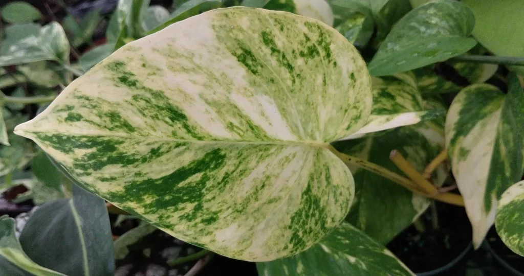 Monstera Mint Philodendron Live Starter Plant - 4