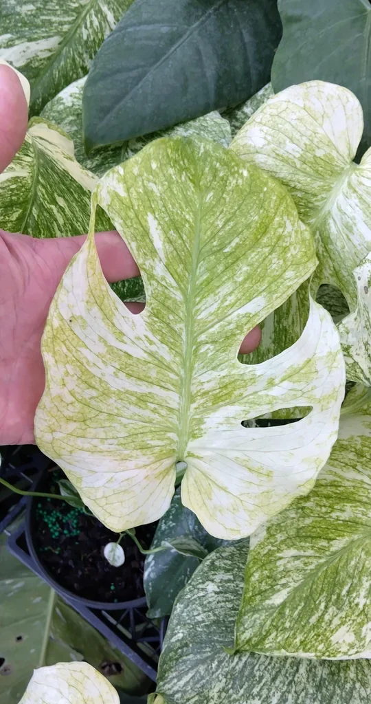 Monstera Mint Philodendron Live Starter Plant - 4" Pot - Indoor Foliage - Image 2