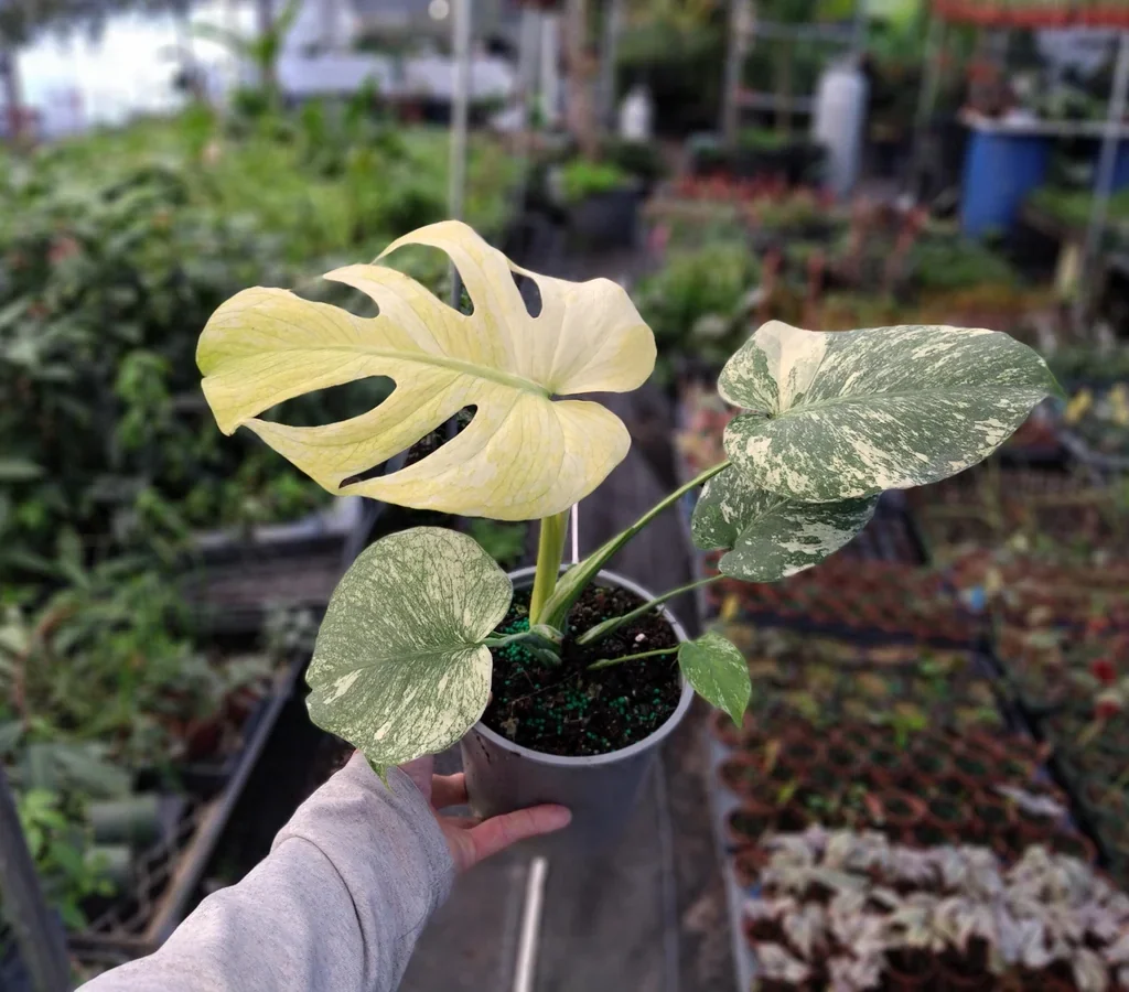 Monstera Mint Philodendron Live Starter Plant - 4
