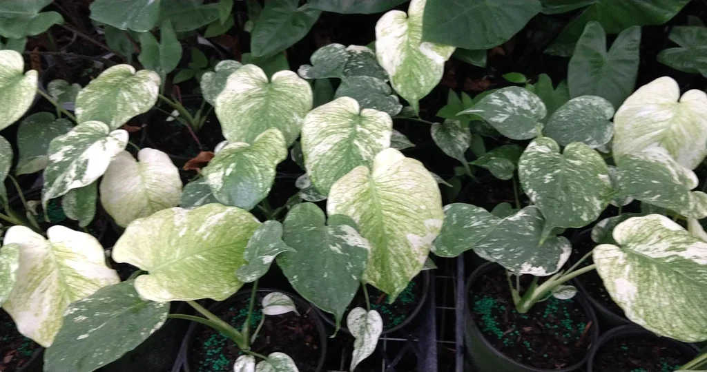 Monstera Mint Philodendron Live Starter Plant - 4