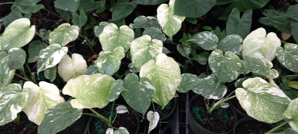 Monstera Mint Philodendron Live Starter Plant - 4" Pot - Indoor Foliage - Image 4