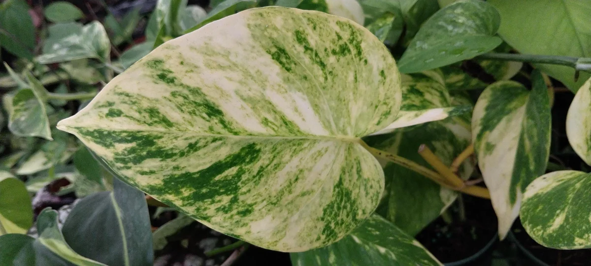 Monstera Mint Philodendron Live Starter Plant - 4" Pot - Indoor Foliage - Image 1