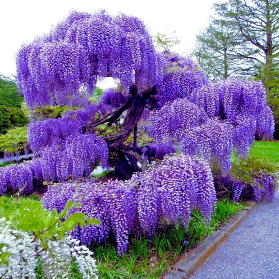 Purple Wisteria Live Plant, 6-10 Inch Tall, 2.5 Inch Pot - Outdoor Vine Tree - Image 1