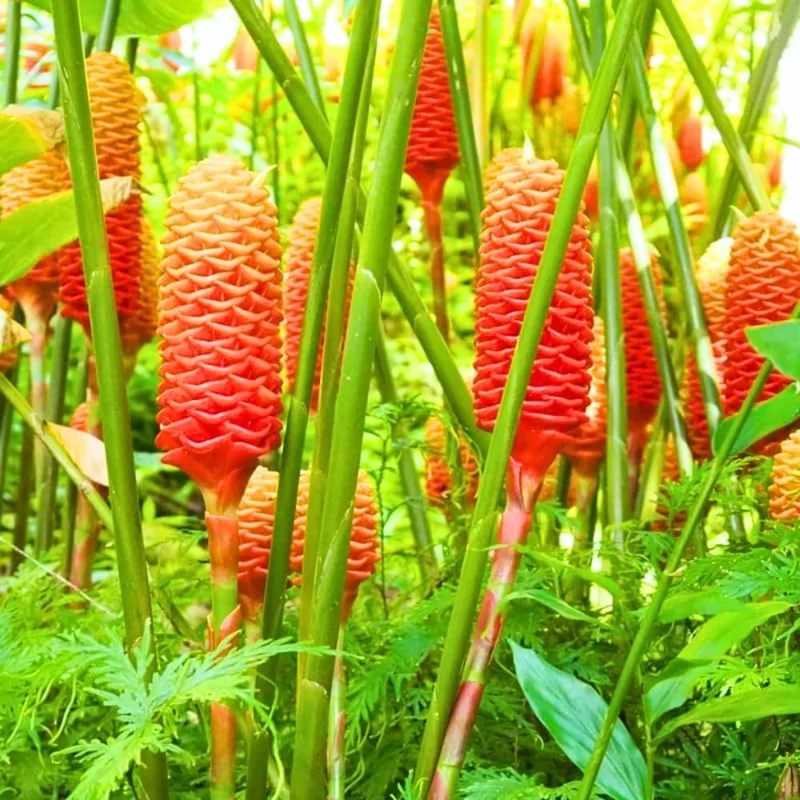 10 Awapuhi Shampoo Ginger Rhizomes - Zingiber Zerumbet Pinecone Lily to Grow - Image 5