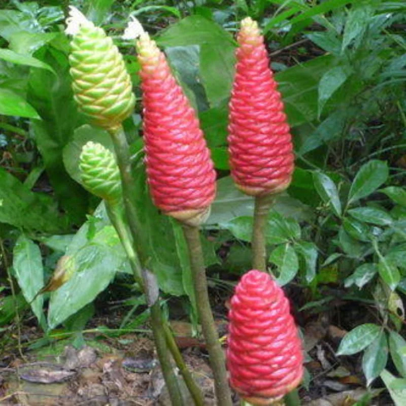 10 Awapuhi Shampoo Ginger Rhizomes - Zingiber Zerumbet Pinecone Lily to Grow - Image 6
