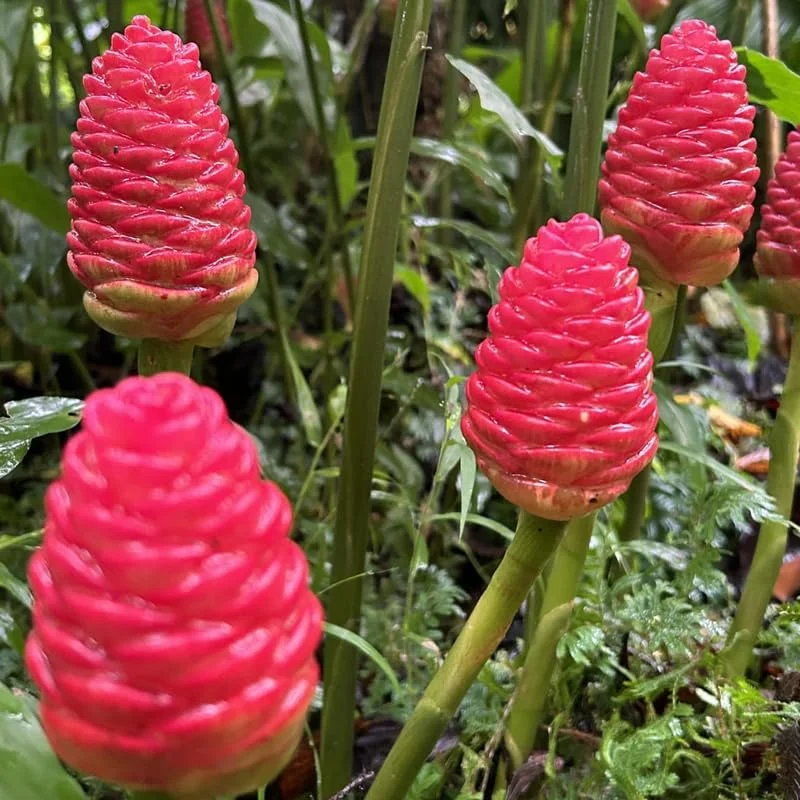 10 Awapuhi Shampoo Ginger Rhizomes - Zingiber Zerumbet Pinecone Lily to Grow - Image 7