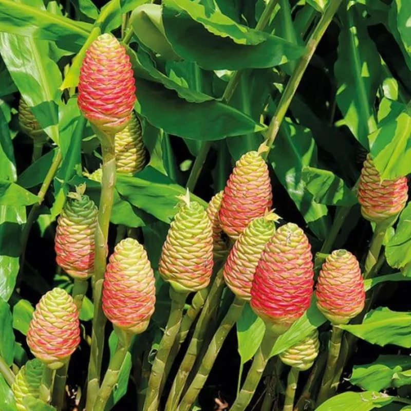 10 Awapuhi Shampoo Ginger Rhizomes - Zingiber Zerumbet Pinecone Lily to Grow - Image 1