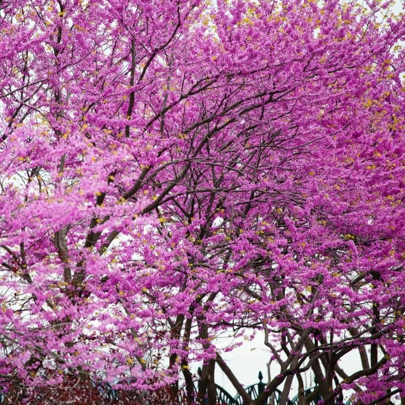 10 Eastern Redbud Trees Live Plants Bare Root Seedlings, 1-2 ft Tall, Dormant - Image 2