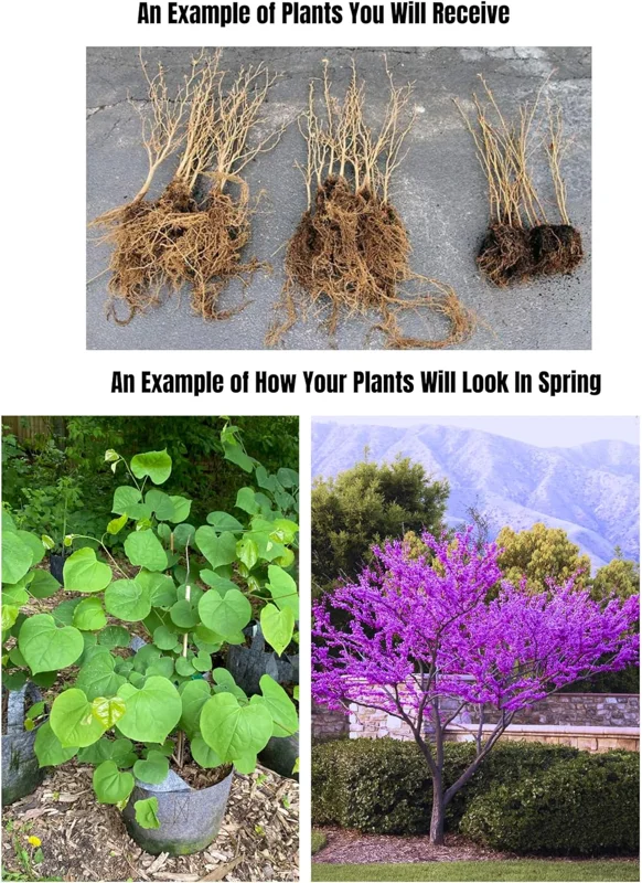 10 Eastern Redbud Trees Live Plants Bare Root Seedlings, 1-2 ft Tall, Dormant - Image 3