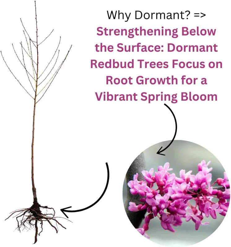 10 Eastern Redbud Trees Live Plants Bare Root Seedlings, 1-2 ft Tall, Dormant - Image 4