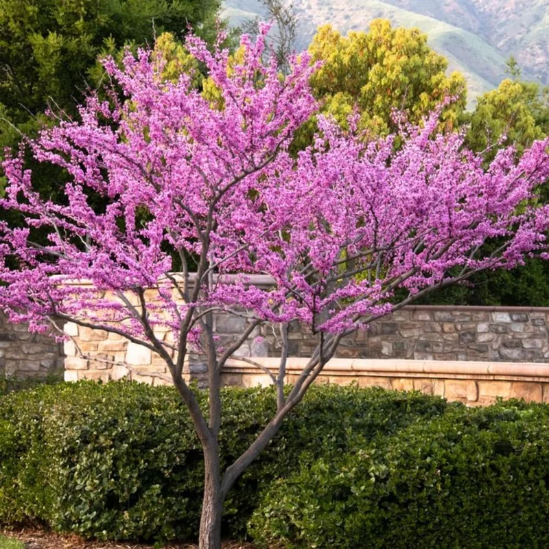 10 Eastern Redbud Trees Live Plants Bare Root Seedlings, 1-2 ft Tall, Dormant - Image 5