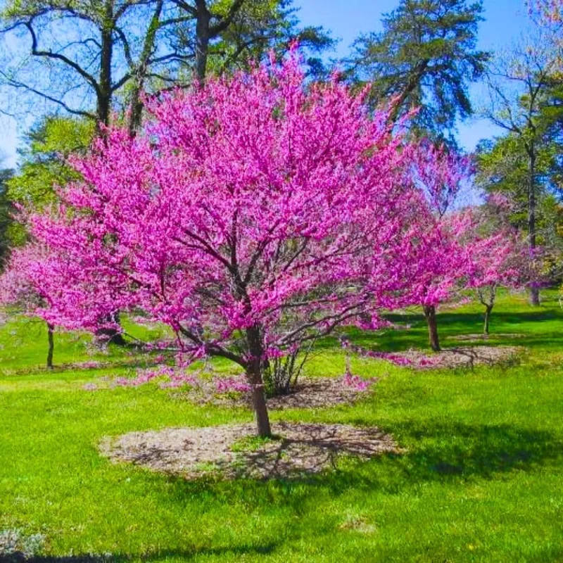 10 Eastern Redbud Trees Live Plants Bare Root Seedlings, 1-2 ft Tall, Dormant - Image 1