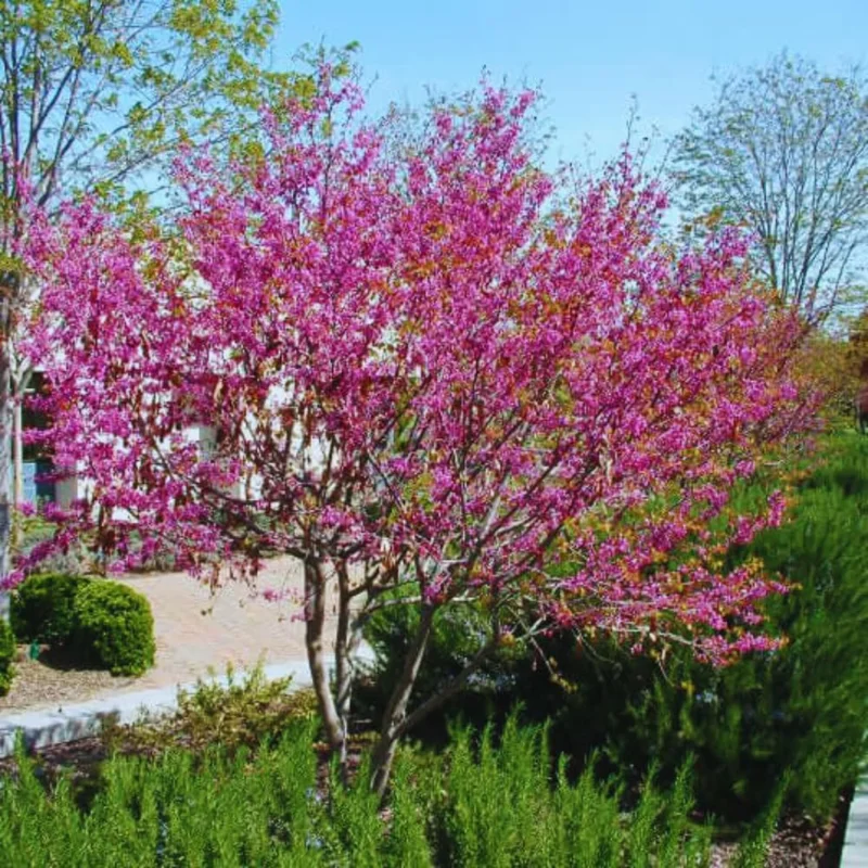 10 Eastern Redbud Trees Live Plants Bare Root Seedlings, 1-2 ft Tall, Dormant - Image 7