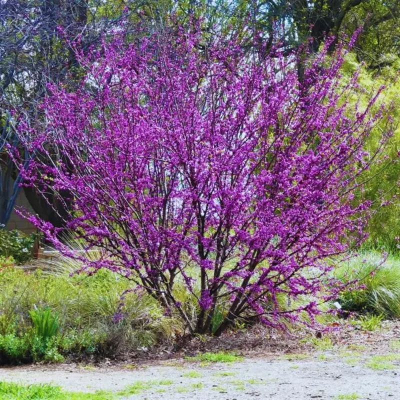10 Eastern Redbud Trees Live Plants Bare Root Seedlings, 1-2 ft Tall, Dormant - Image 8