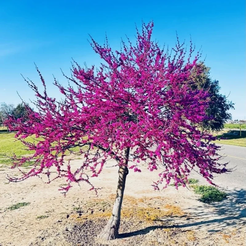 10 Eastern Redbud Trees Live Plants Bare Root Seedlings, 1-2 ft Tall, Dormant - Image 9