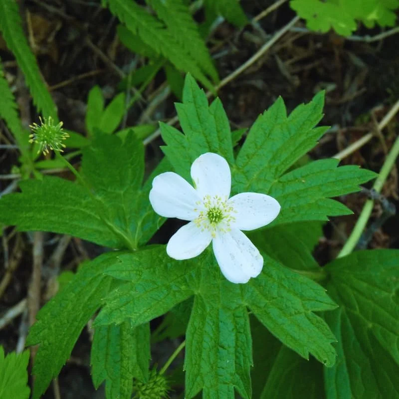 10 Golden Seal Plant Bare Roots for Planting, 3-5 Inches Tall, Perennial Herb - Image 2