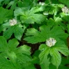 10 Goldenseal Roots Plants - Live Bare Root for Outdoor Planting - Image 1