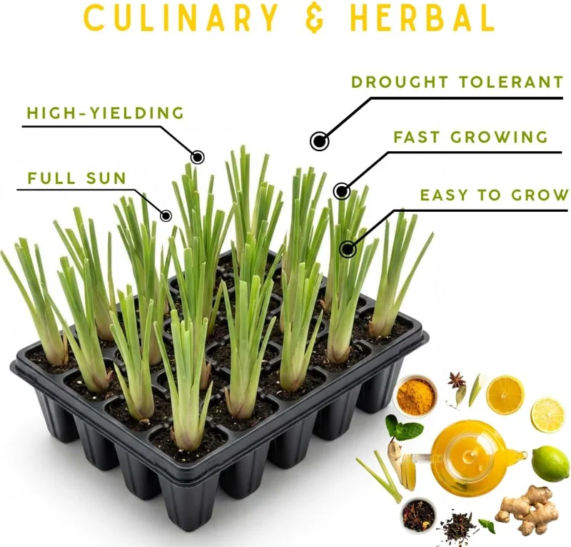 10 Lemongrass Live Plants 5-9" Tall – Fragrant Culinary Herb for Outdoor Gardens - Image 2