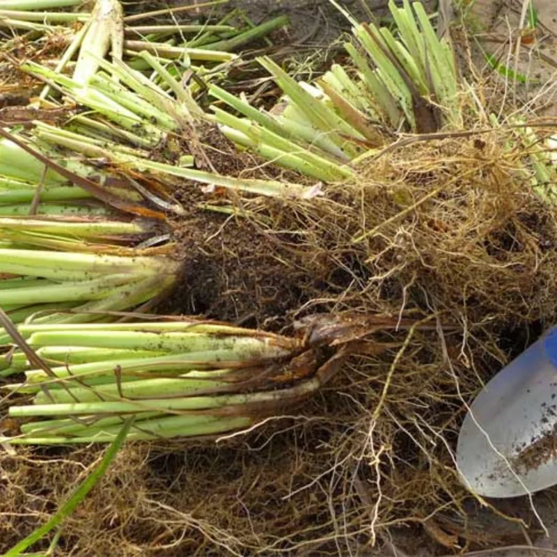 10 Lemongrass Live Plants 5-9" Tall – Fragrant Culinary Herb for Outdoor Gardens - Image 3