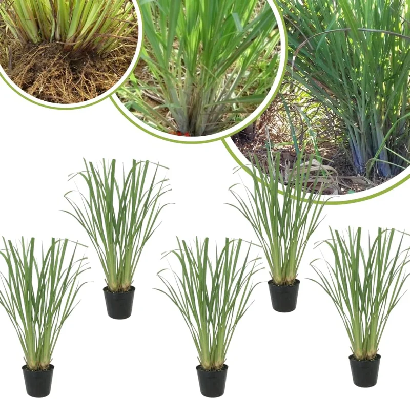 10 Lemongrass Live Plants 5-9" Tall – Fragrant Culinary Herb for Outdoor Gardens - Image 4