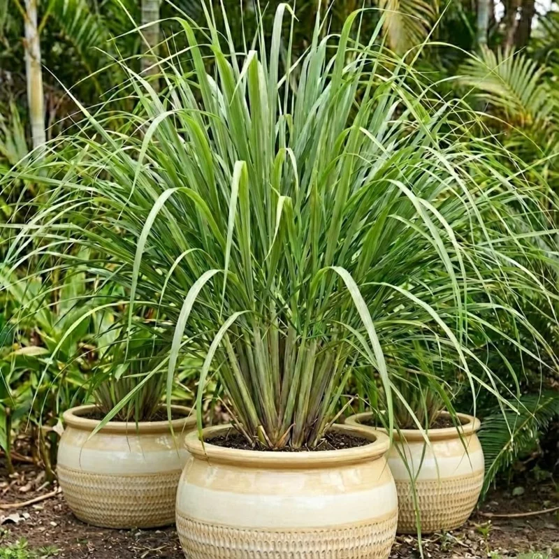 10 Lemongrass Live Plants 5-9" Tall – Fragrant Culinary Herb for Outdoor Gardens - Image 6