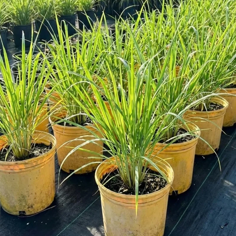 10 Lemongrass Live Plants 5-9" Tall – Fragrant Culinary Herb for Outdoor Gardens - Image 7