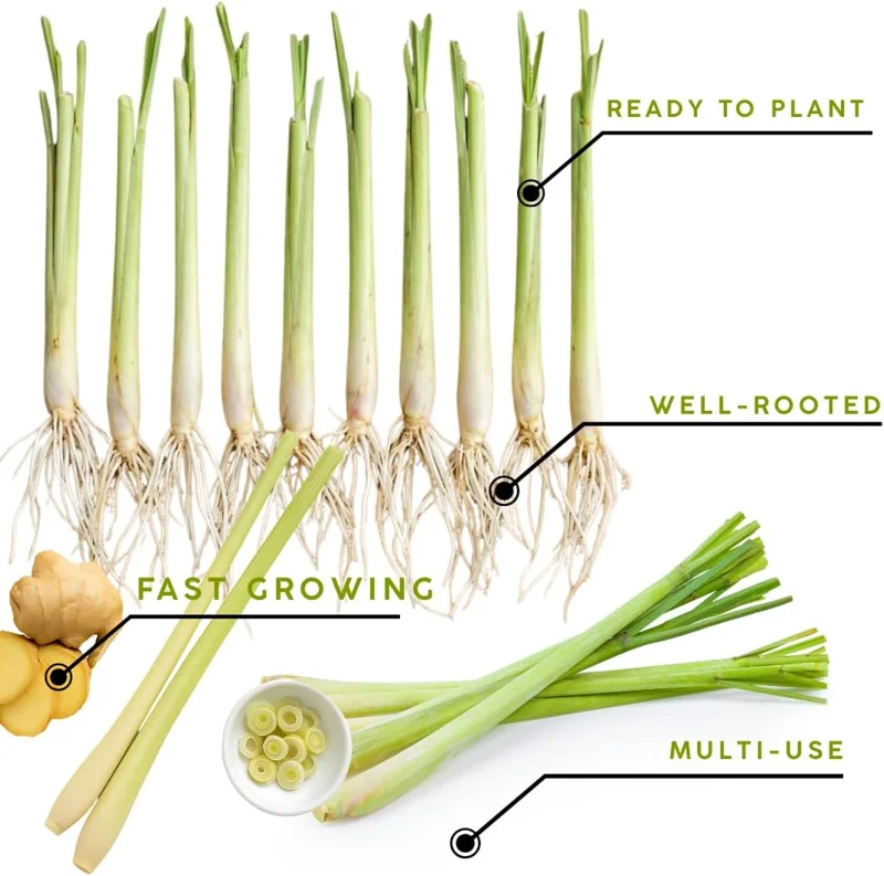 10 Lemongrass Live Plants 5-9" Tall – Fragrant Culinary Herb for Outdoor Gardens - Image 8