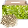10 Lily of the Valley Bulbs - Fragrant White Spring Flowers, Hardy Perennial - Image 1