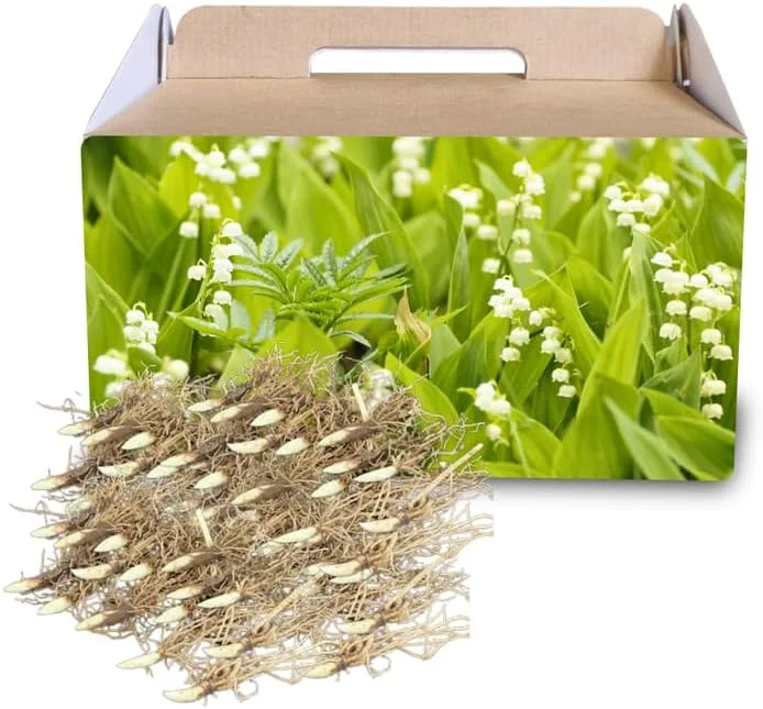 10 Lily of the Valley Bulbs - Fragrant White Spring Flowers, Hardy Perennial - Image 1