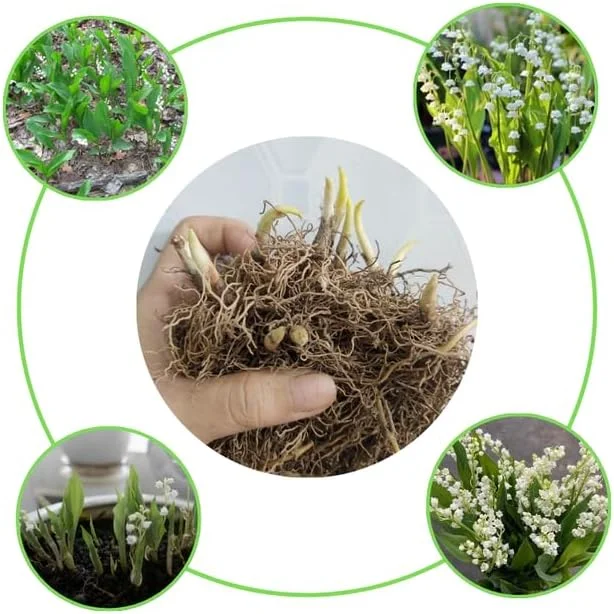 10 Lily of the Valley Bulbs - Fragrant White Spring Flowers, Hardy Perennial - Image 2