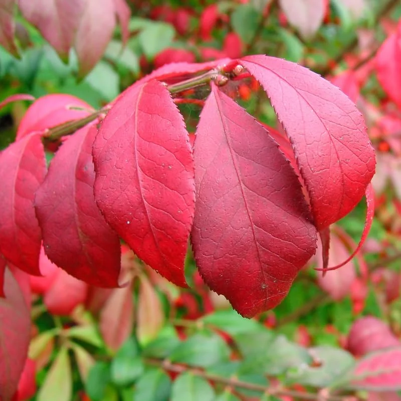 10 Live Burning Bush Plants - Dwarf Shrub, 6-10 Inches Tall, Outdoor - Image 2