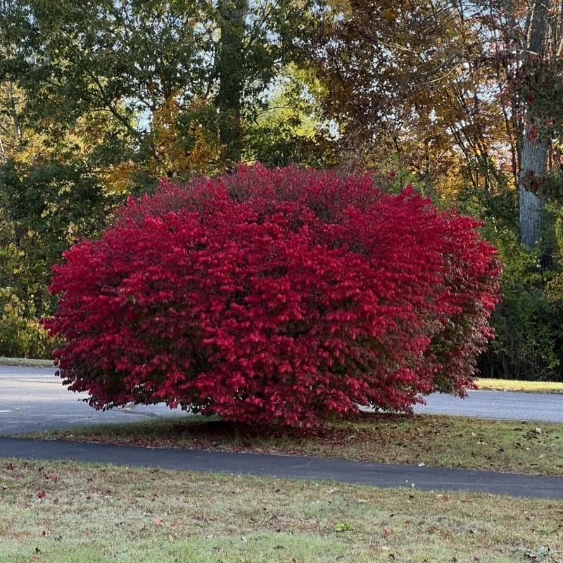 10 Live Burning Bush Plants - Dwarf Shrub, 6-10 Inches Tall, Outdoor - Image 3