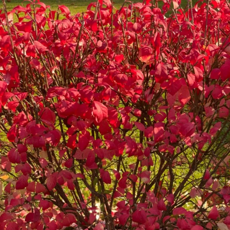 10 Live Burning Bush Plants - Dwarf Shrub, 6-10 Inches Tall, Outdoor - Image 4