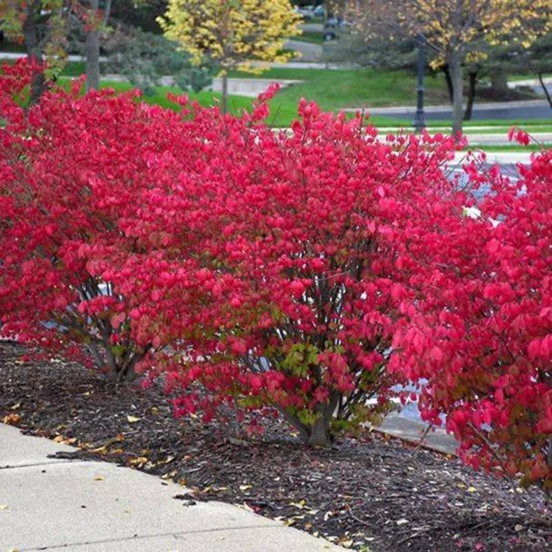 10 Live Burning Bush Plants - Dwarf Shrub, 6-10 Inches Tall, Outdoor - Image 1