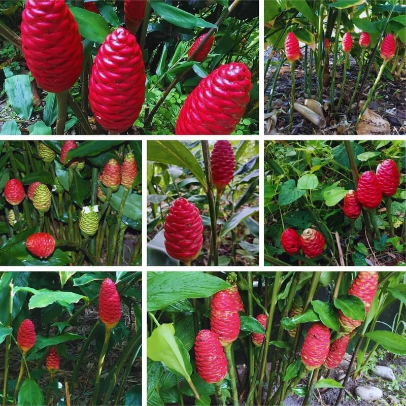 10 Shampoo Ginger Roots - Zingiber zerumbet Live Plant Rhizomes for Garden & Indoor, Zones 8-11 - Image 2