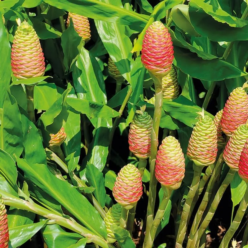 10 Shampoo Ginger Roots - Zingiber zerumbet Live Plant Rhizomes for Garden & Indoor, Zones 8-11 - Image 3