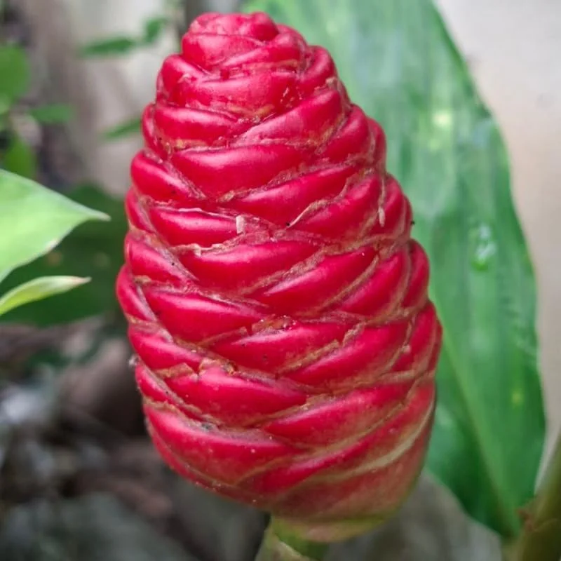 10 Shampoo Ginger Roots - Zingiber zerumbet Live Plant Rhizomes for Garden & Indoor, Zones 8-11 - Image 4