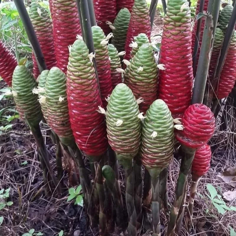 10 Shampoo Ginger Roots - Zingiber zerumbet Live Plant Rhizomes for Garden & Indoor, Zones 8-11 - Image 5