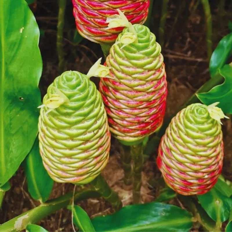 10 Shampoo Ginger Roots - Zingiber zerumbet Live Plant Rhizomes for Garden & Indoor, Zones 8-11 - Image 1