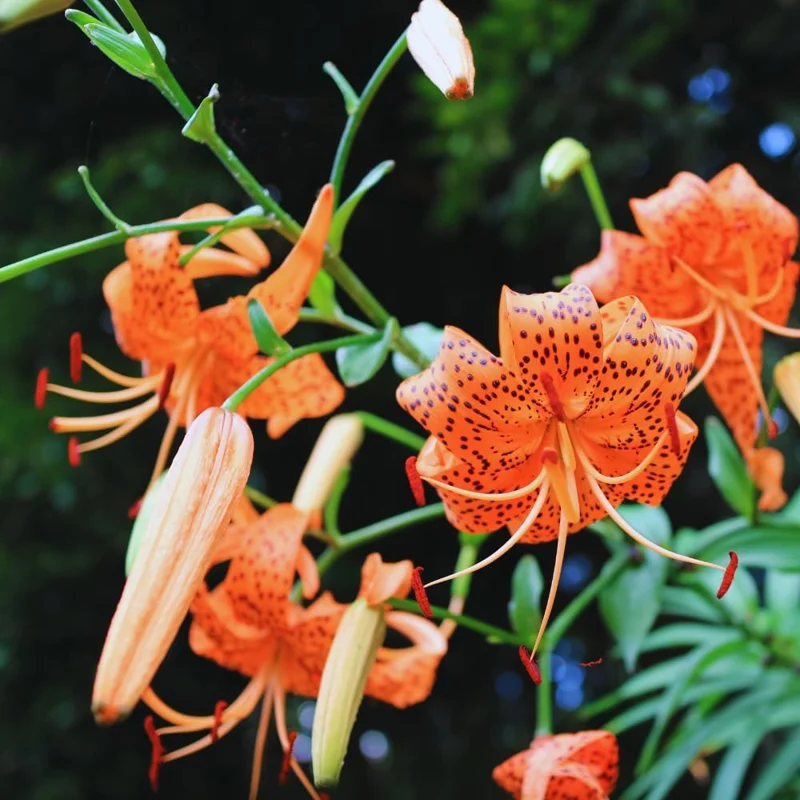 10 Tiger Lily Bulbs for Planting - Perennial Flower Bulbs, Orange, Outdoors - Image 2