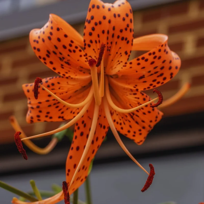 10 Tiger Lily Bulbs for Planting - Perennial Flower Bulbs, Orange, Outdoors - Image 3