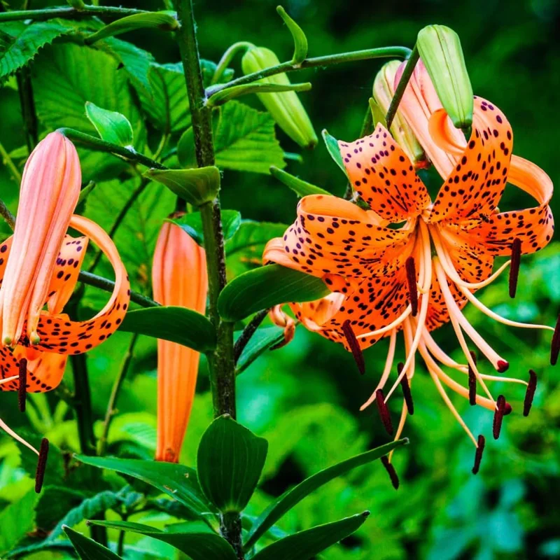 10 Tiger Lily Bulbs for Planting - Perennial Flower Bulbs, Orange, Outdoors - Image 5