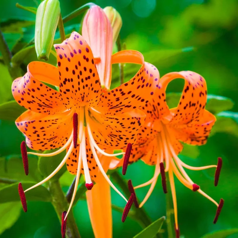 10 Tiger Lily Bulbs for Planting - Perennial Flower Bulbs, Orange, Outdoors - Image 1