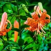 10 Tiger Lily Bulbs for Planting - Perennial Outdoor Flowers, Orange, 3-4 ft - Image 1