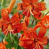 10 Tiger Lily Bulbs Roots – Orange Turk's Cap Lily – Summer Bloom - Image 1