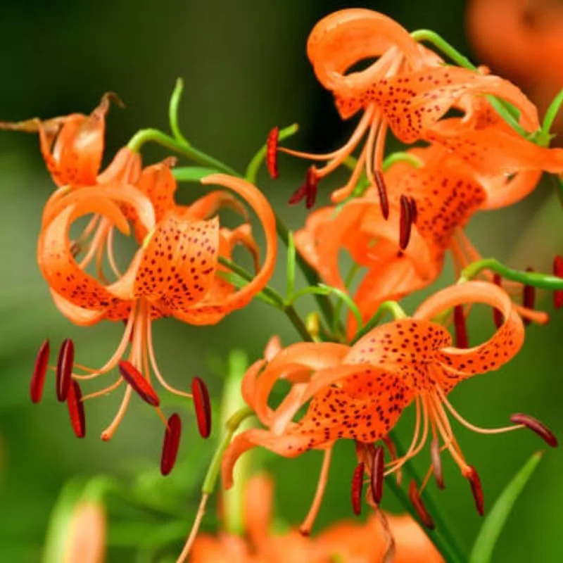 10 Tiger Lily Bulbs Roots – Orange Turk's Cap Lily – Summer Bloom - Image 2