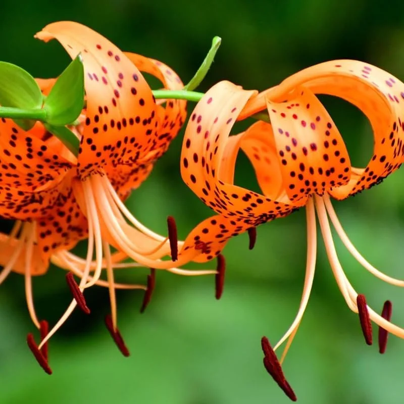 10 Tiger Lily Bulbs Roots – Orange Turk's Cap Lily – Summer Bloom - Image 3