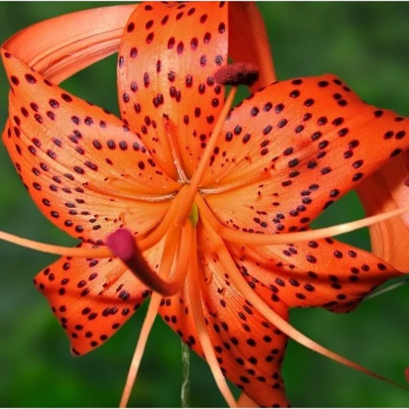 10 Tiger Lily Bulbs Roots – Orange Turk's Cap Lily – Summer Bloom - Image 5
