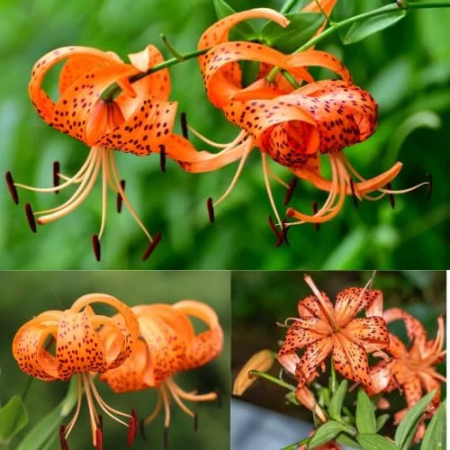 10 Turk's Cap Lily Bulbs - Orange Tiger Lily Flowers, Hardy Perennial - Image 2
