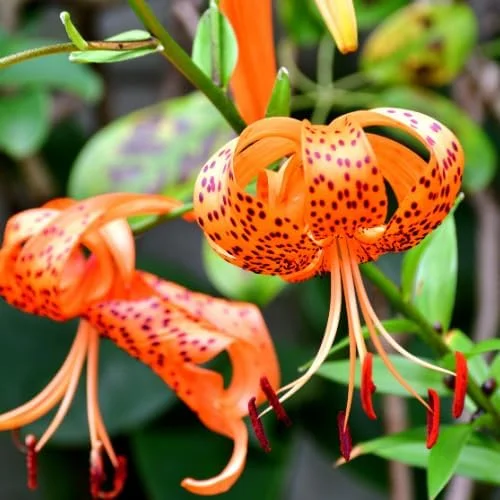 10 Turk's Cap Lily Bulbs - Orange Tiger Lily Flowers, Hardy Perennial - Image 3